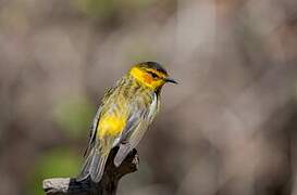 Cape May Warbler