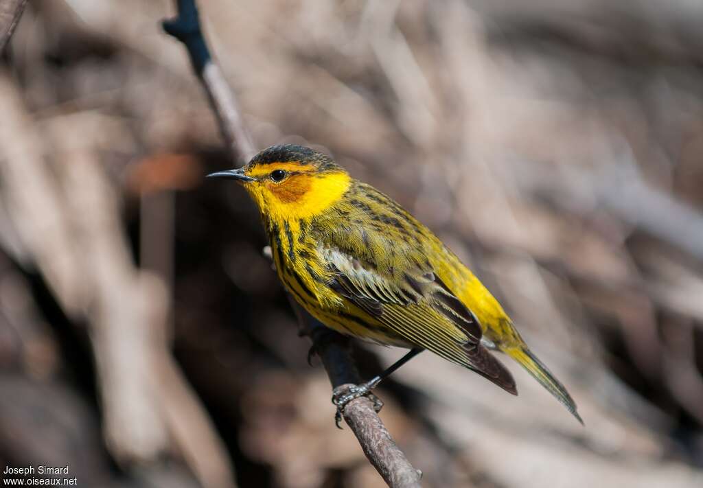 Cape May Warbler male adult breeding, identification