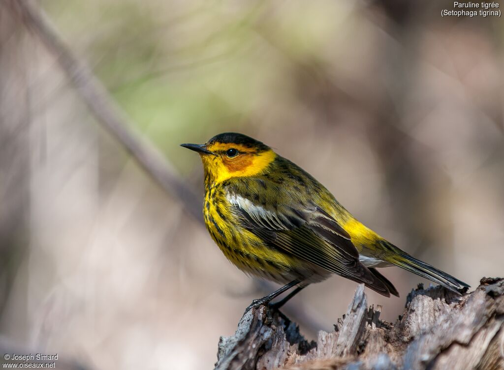 Cape May Warbler