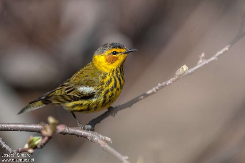 Cape May Warbler male adult breeding, identification