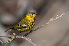 Cape May Warbler