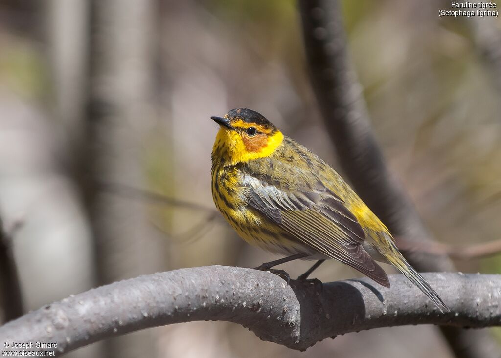 Cape May Warbler