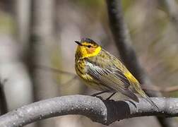 Cape May Warbler