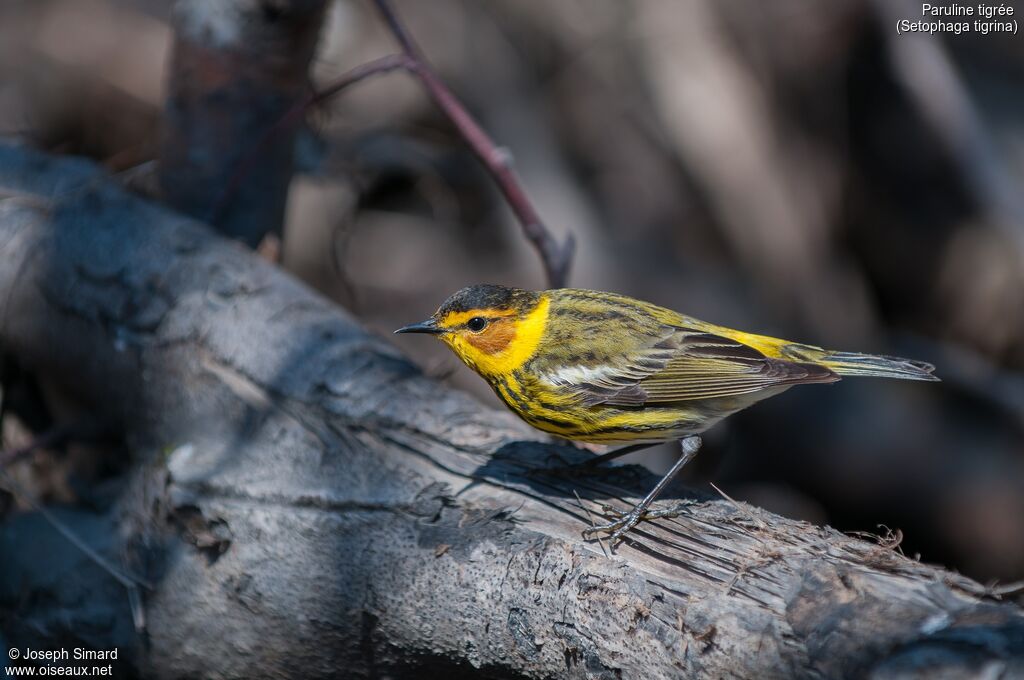 Cape May Warbler male