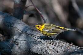 Cape May Warbler