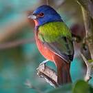 Passerin nonpareil