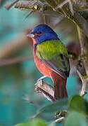 Painted Bunting