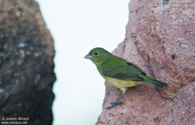 Painted Bunting female