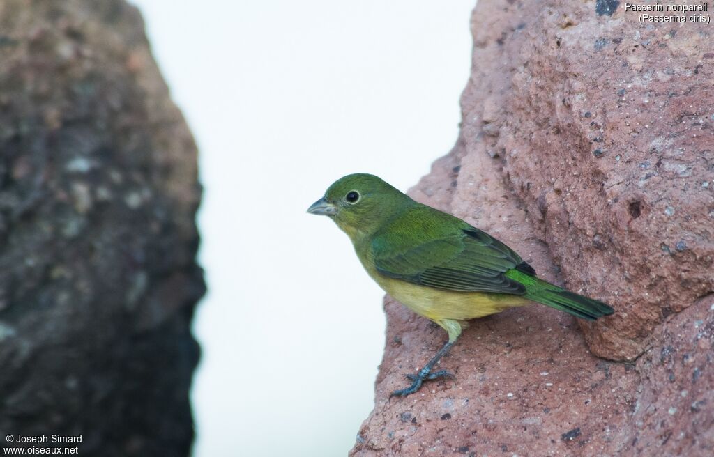 Passerin nonpareil femelle