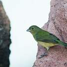 Passerin nonpareil