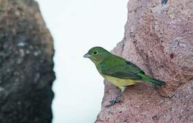 Painted Bunting