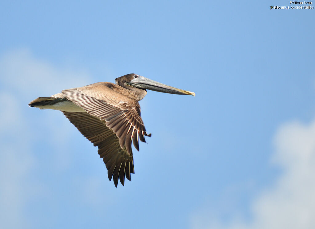 Brown Pelican