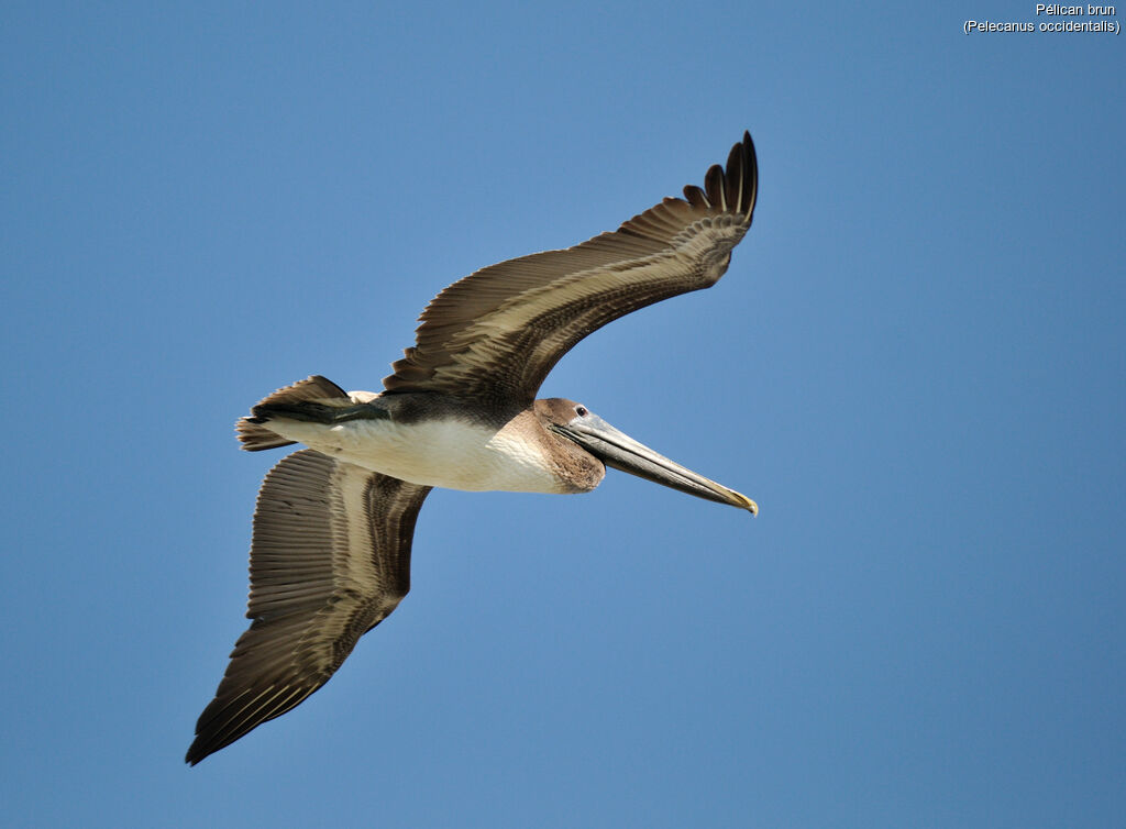 Brown Pelican