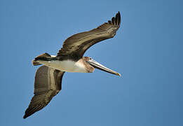 Brown Pelican