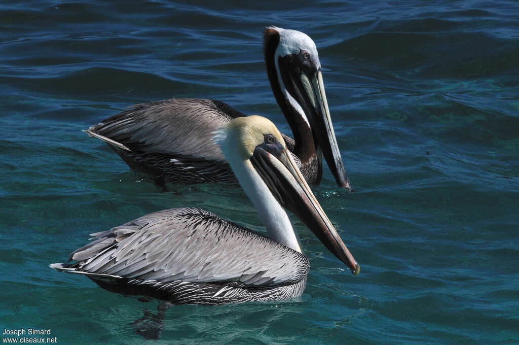 Brown Pelicanadult