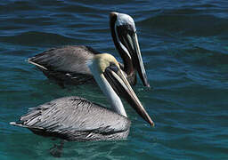 Brown Pelican