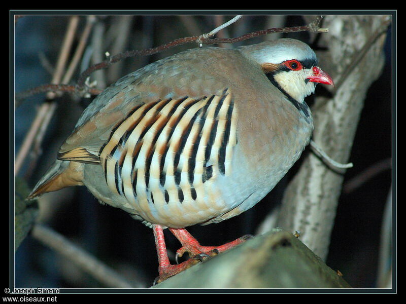 Chukar Partridge