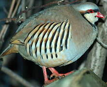 Chukar Partridge