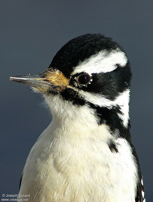 Hairy Woodpecker