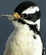 Hairy Woodpecker