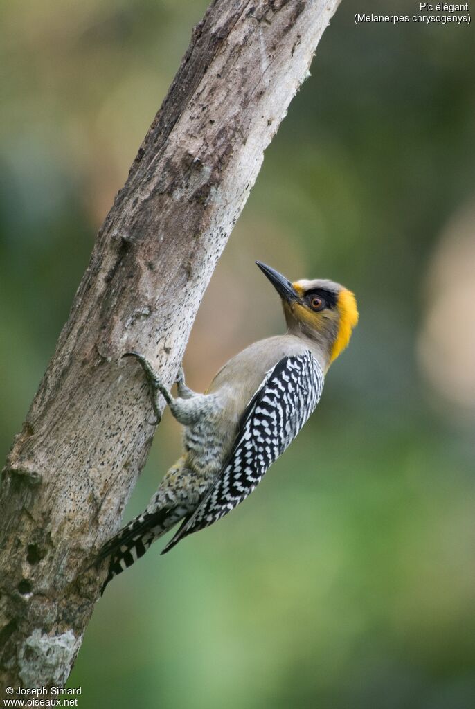 Golden-cheeked Woodpecker