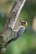 Golden-cheeked Woodpecker