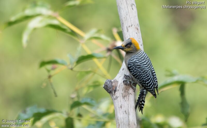 Golden-cheeked Woodpecker female