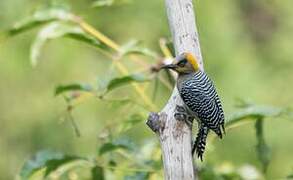 Golden-cheeked Woodpecker