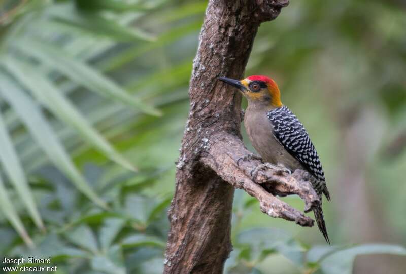 Golden-cheeked Woodpecker male adult, identification