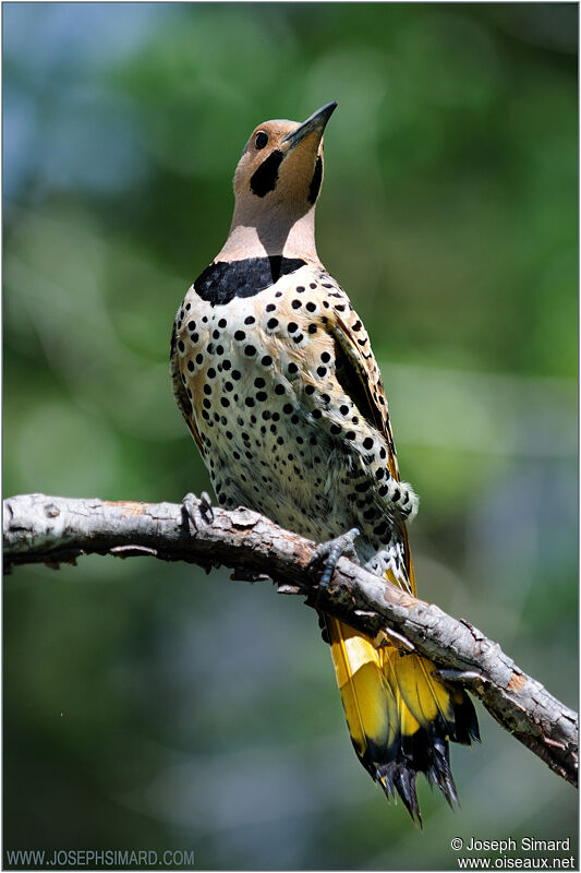 Northern Flicker female