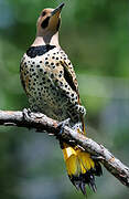 Northern Flicker