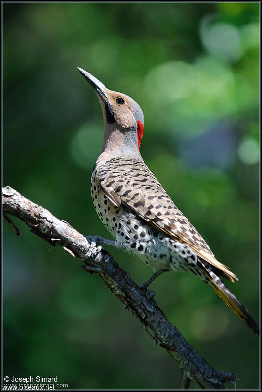 Northern Flicker female