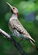 Northern Flicker