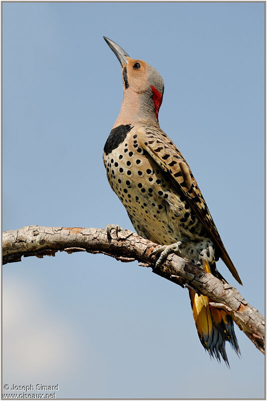 Northern Flicker