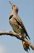 Northern Flicker