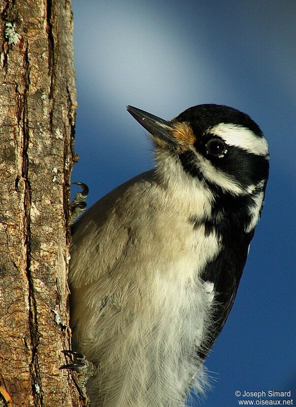 Downy Woodpecker