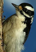 Downy Woodpecker