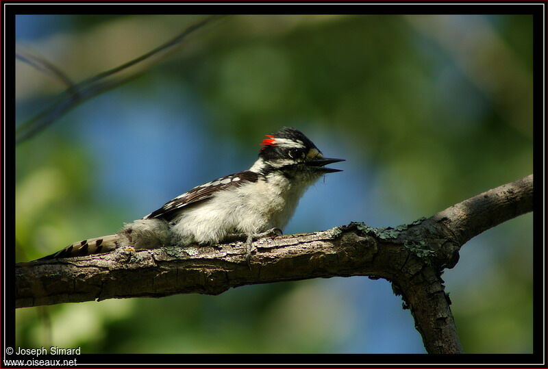 Downy Woodpecker