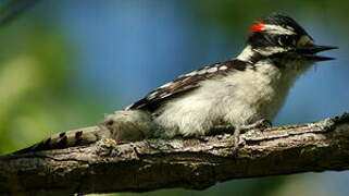 Downy Woodpecker