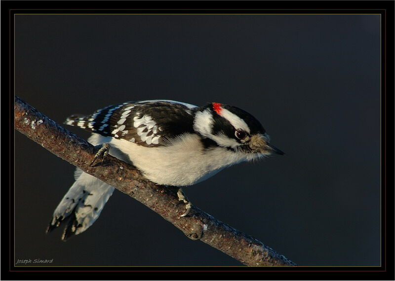 Downy Woodpecker male