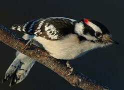 Downy Woodpecker