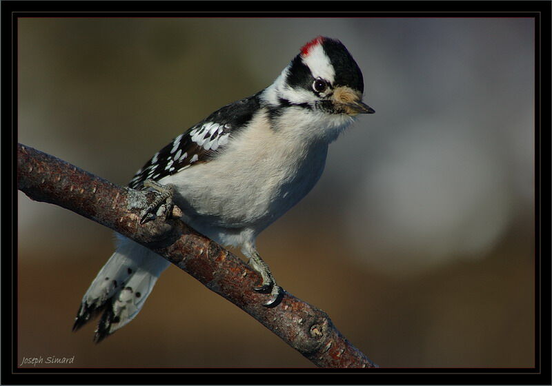 Downy Woodpecker male adult