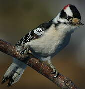 Downy Woodpecker