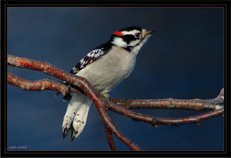 Downy Woodpecker male adult