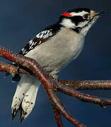 Downy Woodpecker