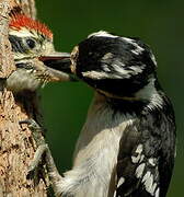 Downy Woodpecker