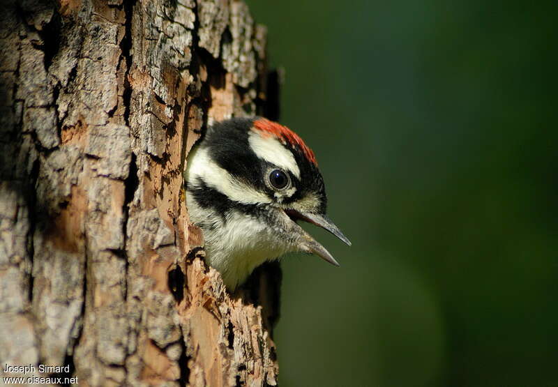 Downy Woodpecker male juvenile, close-up portrait, Reproduction-nesting