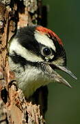 Downy Woodpecker