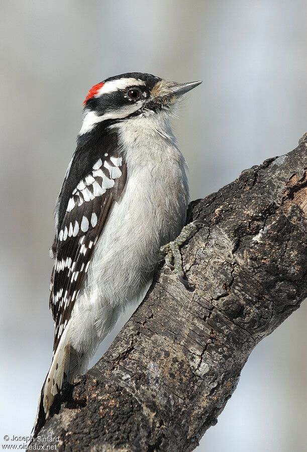 Downy Woodpecker male adult