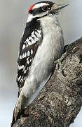 Downy Woodpecker